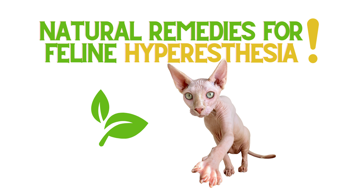 Natural Remedies For Feline Hyperesthesia! ReNewedPet