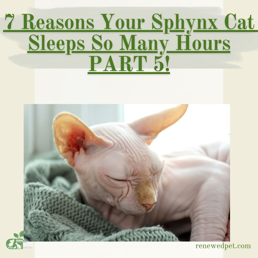 7 Reasons Your Sphynx Cat Sleeps So Many Hours - Part 5!