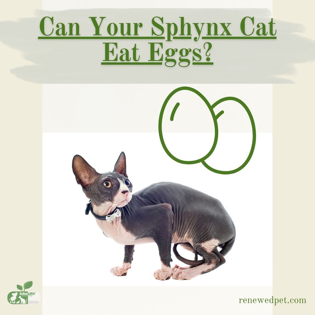 Image showcasing Can Your Sphynx Cat Eat Eggs? – ReNewedPet