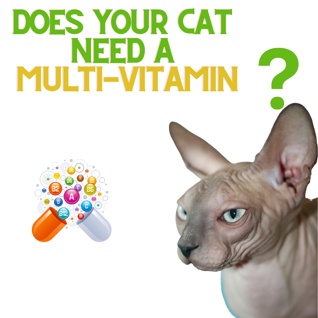 Does Your Cat Need a MultiVitamin? ReNewedPet
