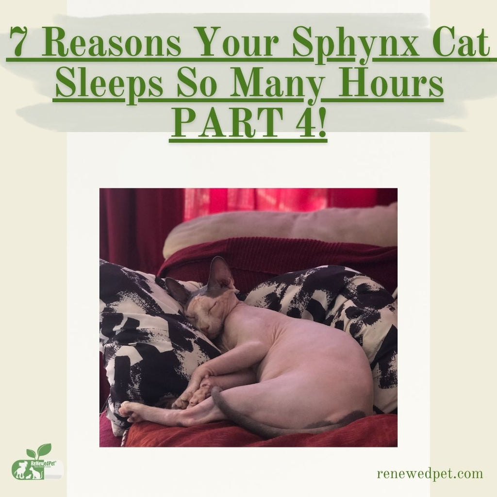 7 Reasons Your Sphynx Cat Sleeps So Many Hours - Part 4!