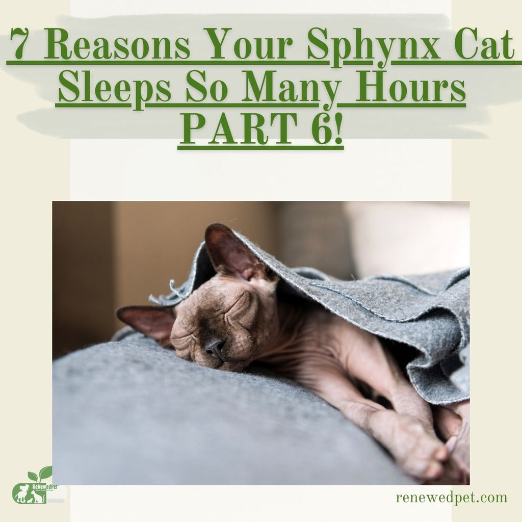 7 Reasons Your Sphynx Cat Sleeps So Many Hours - Part 6!