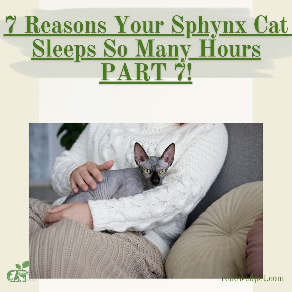 7 Reasons Your Sphynx Cat Is Sleeping So Many Hours - Part 7!