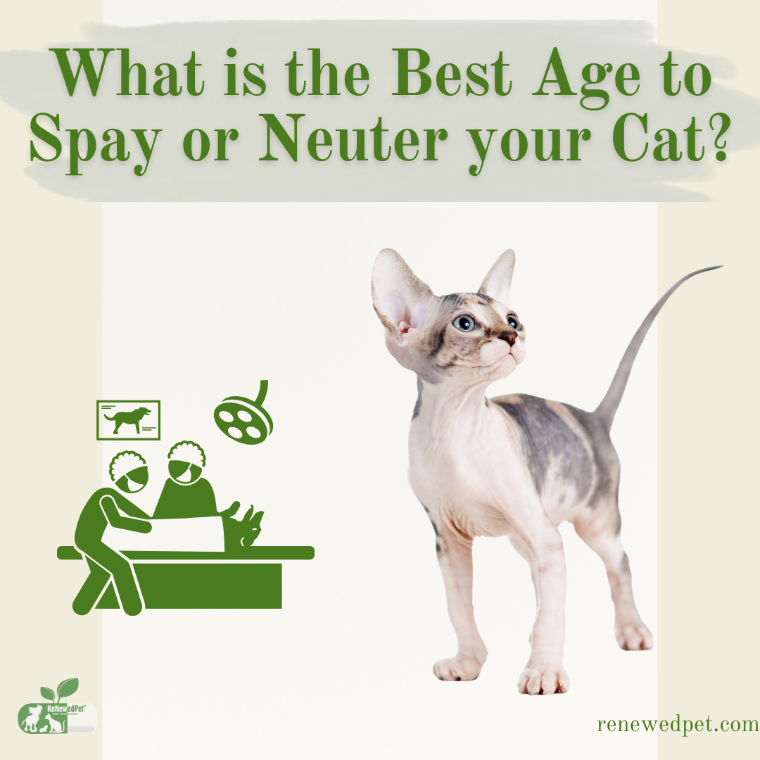 What Is The BEST Age to Spay or Neuter Your Cat? – ReNewedPet