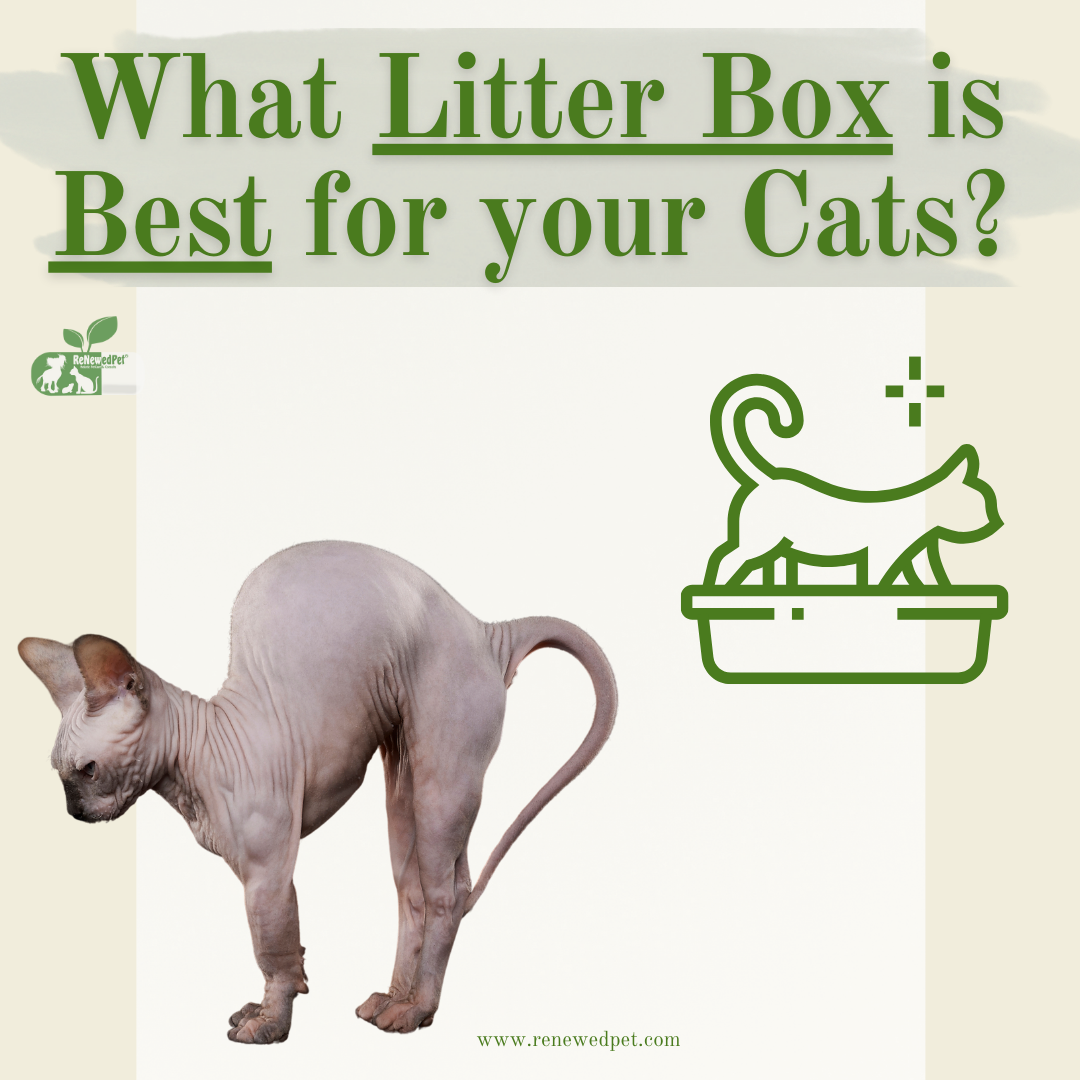 What Litter Box is BEST for your CAT? ReNewedPet