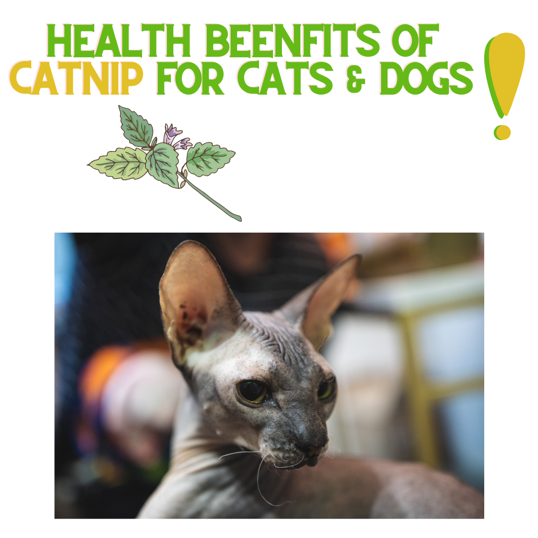 Health Benefits of Catnip for Cats and Dogs! ReNewedPet