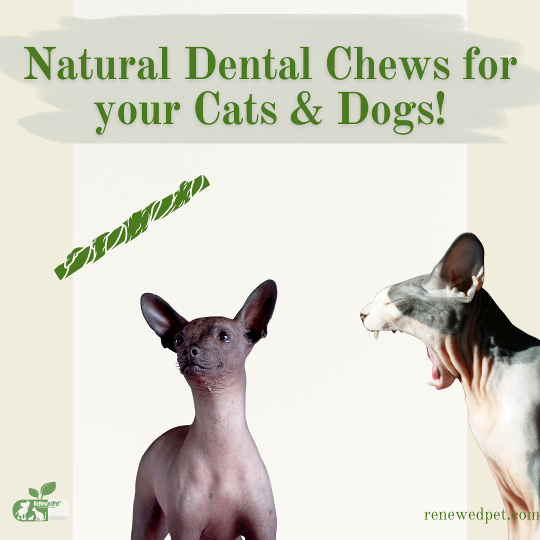 Natural Dental Chews for Your Cats and Dogs! – ReNewedPet
