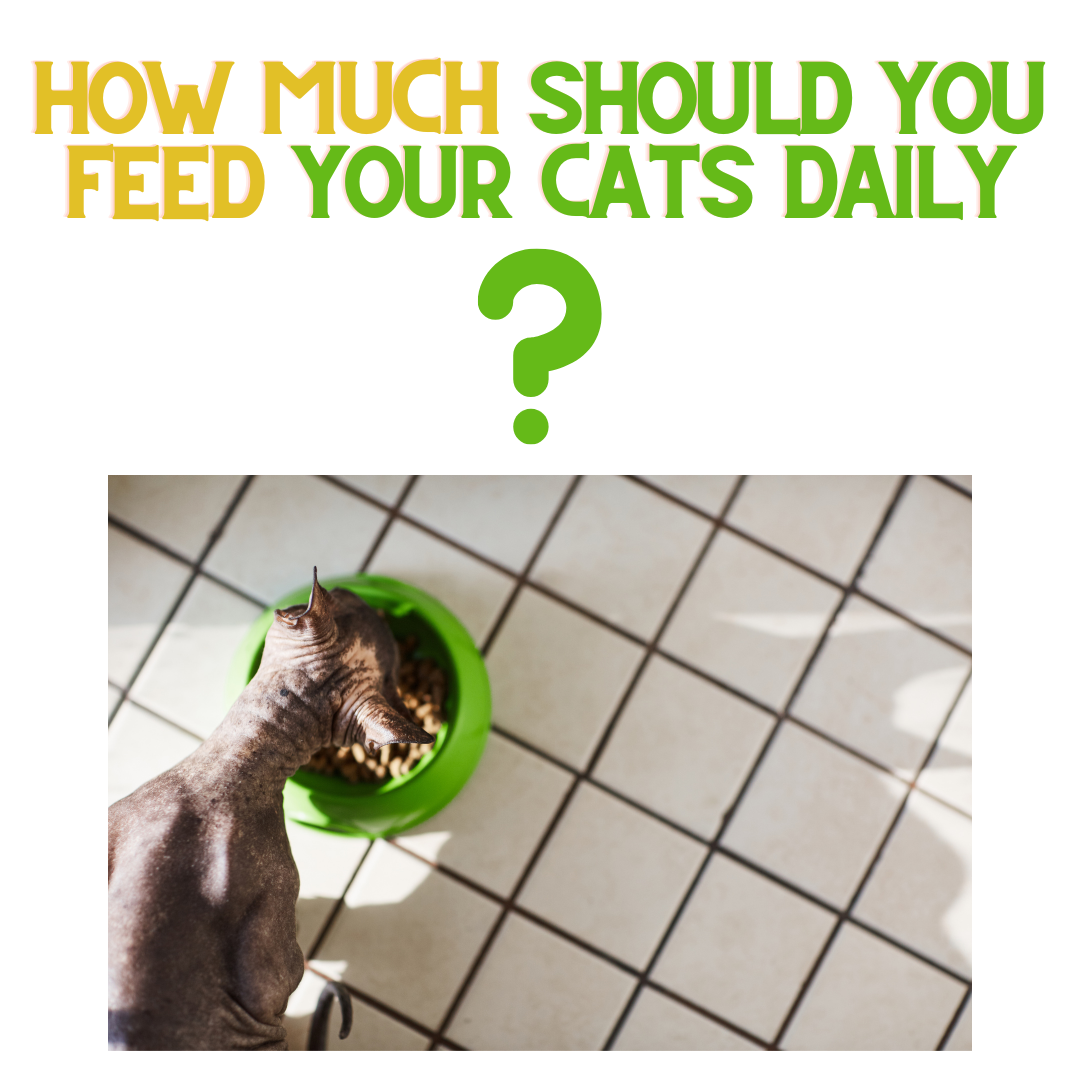 How Much Should You Feed Your Cats Daily – ReNewedPet