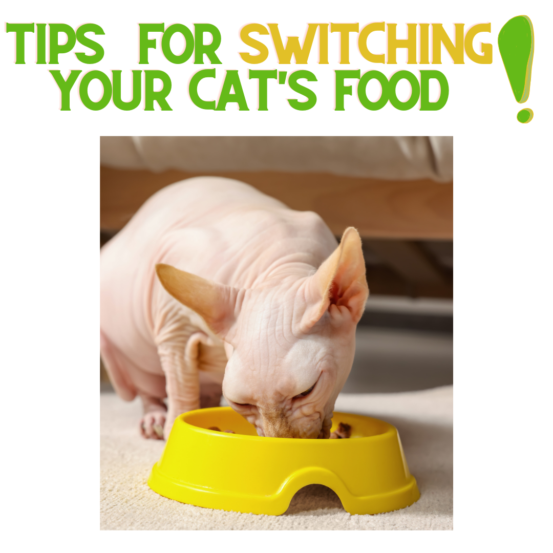 tips-for-switching-your-cat-s-food-renewedpet