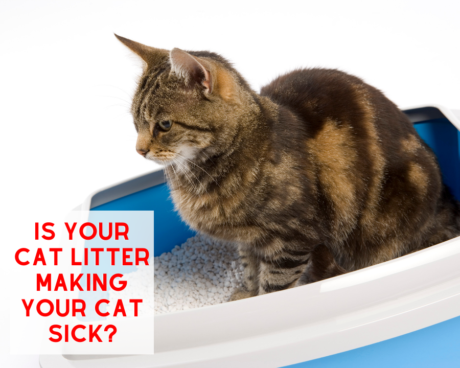 Cat Litter making your Cat Sick? ReNewedPet