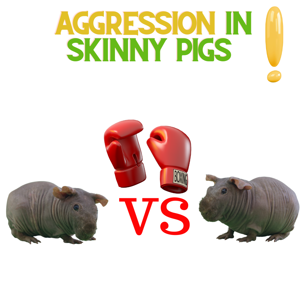Aggression In Skinny Pigs! ReNewedPet