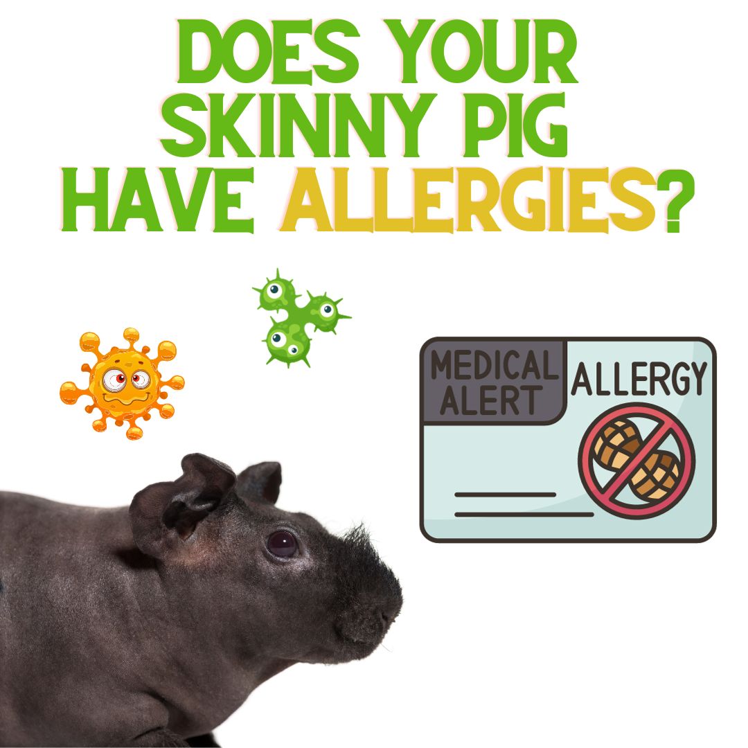 Does Your Skinny Pig Have Allergies? ReNewedPet