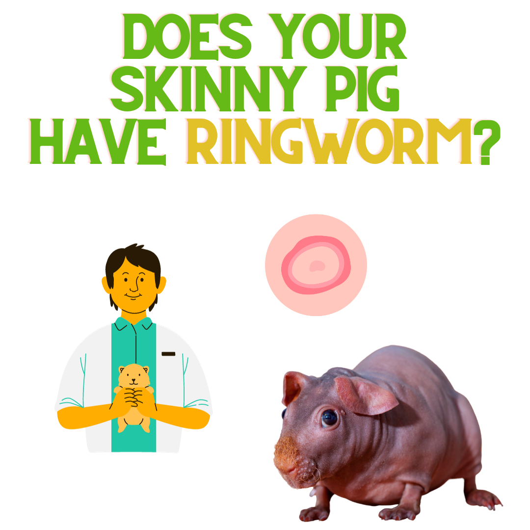 does-your-skinny-pig-have-ringworm-renewedpet