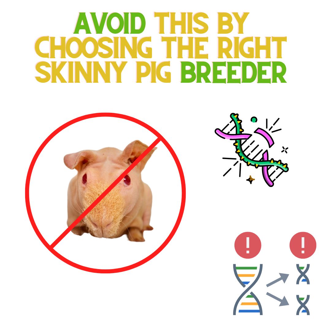 Avoid This By Choosing The Right Skinny Pig Breeder ReNewedPet avoid-this-by-choosing-the-right-skinny-pig-breeder-renewedpet
