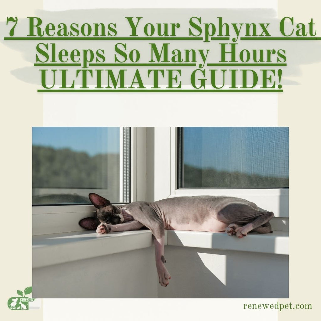 The ULTIMATE Guide to Cat Sleep!