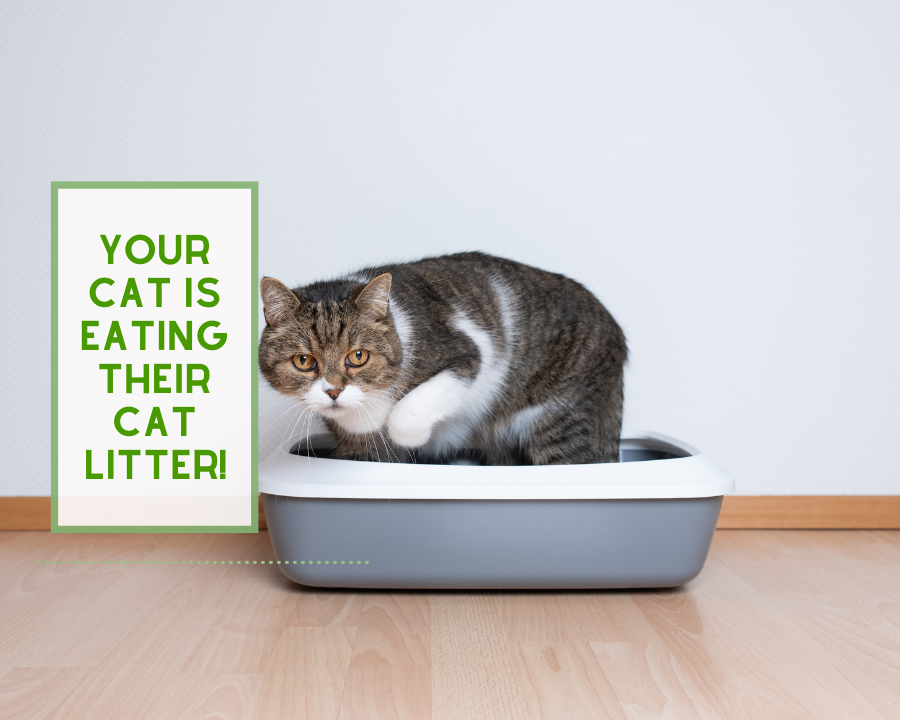 Your Cat is Eating Cat Litter! ReNewedPet