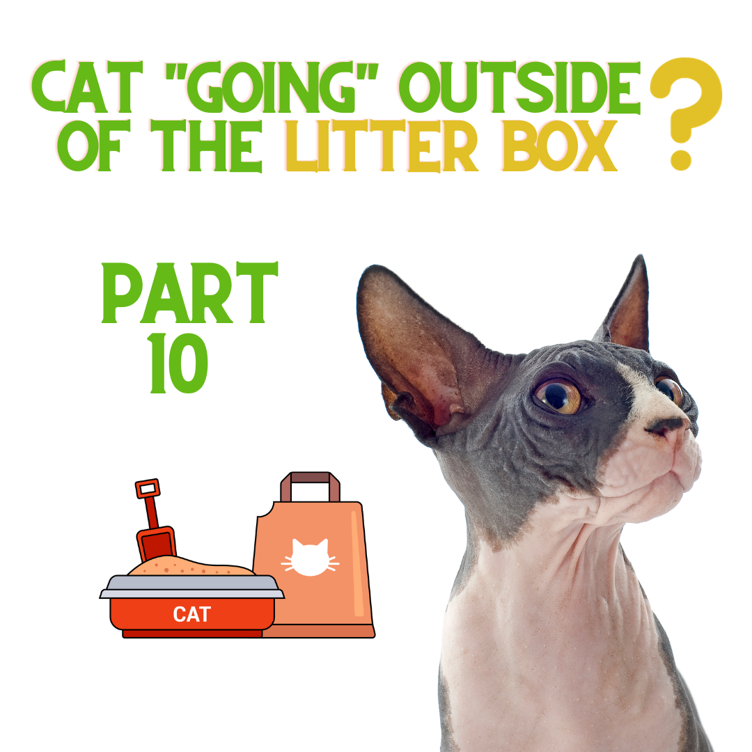 if-your-cat-is-not-using-the-litter-box-do-this-part-10-renewedpet