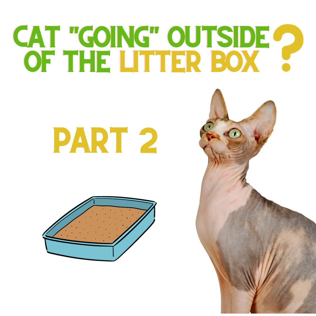 if-your-cat-is-not-using-the-litter-box-do-this-part-2-renewedpet