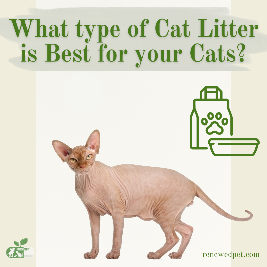 What Type of Cat Litter is Best For Your Cats? ReNewedPet