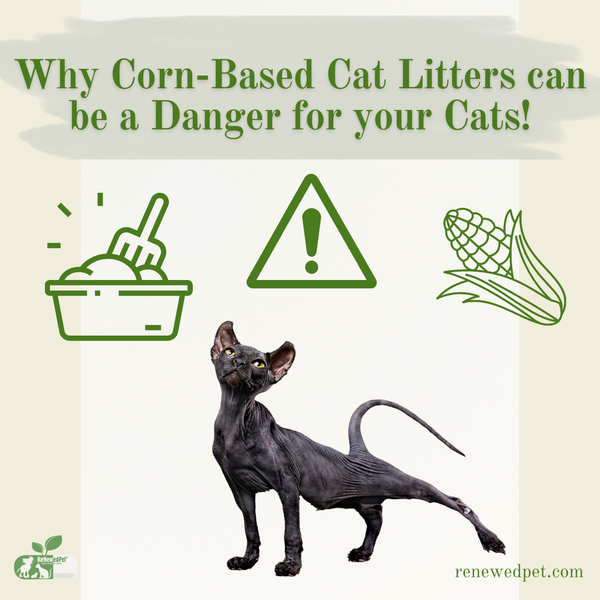 Why CornBased Cat Litter Can Be a Danger For Your Cats! ReNewedPet