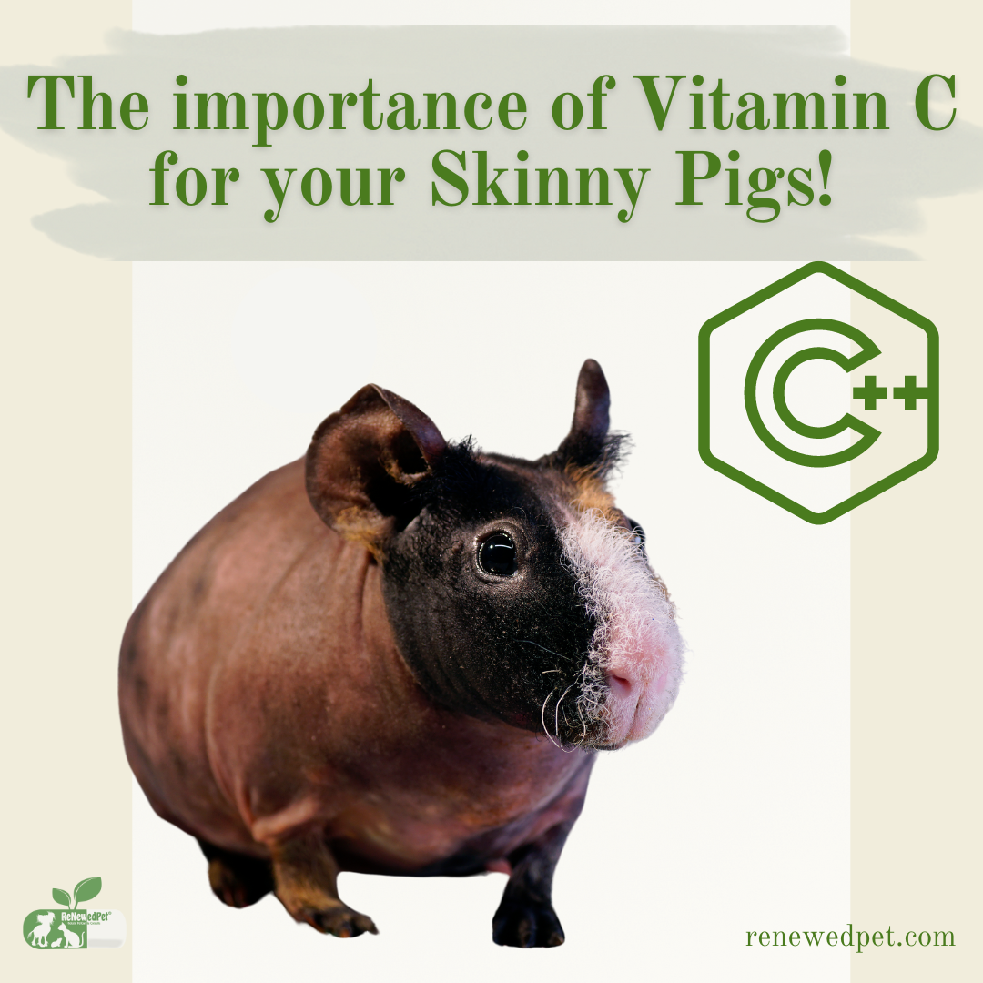 View of The Importance of Vitamin C for Your Skinny Pig! – ReNewedPet
