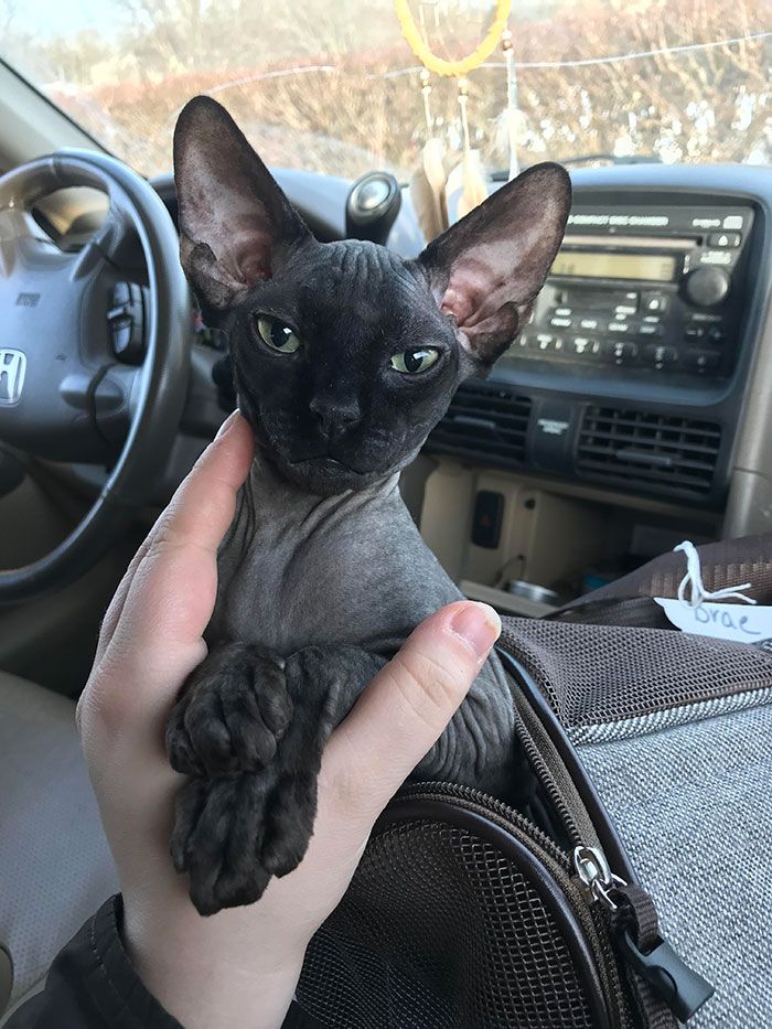 How To Protect Your Sphynx Cat During Car Rides
