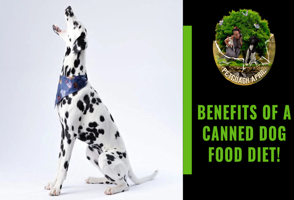 BENEFITS OF A CANNED DOG FOOD VERSUS KIBBLE!
