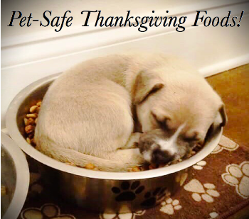 Thanksgiving Safe Pet Foods!