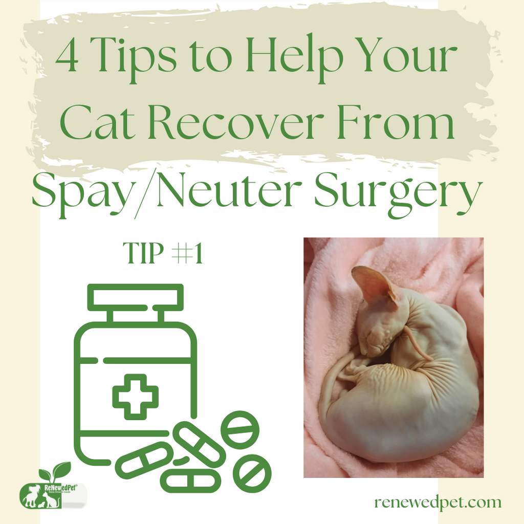 4 Tips to Help your Cat Recover from Spay/Neuter Surgery - Tip #1