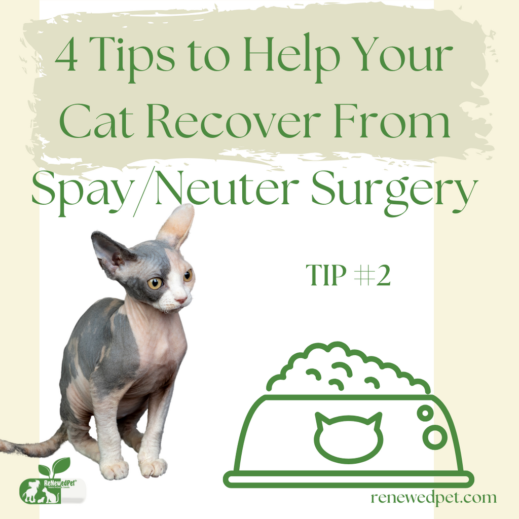 4 Tips to Help Your Cat Recover From Spay/Neuter Surgery - Tip 2