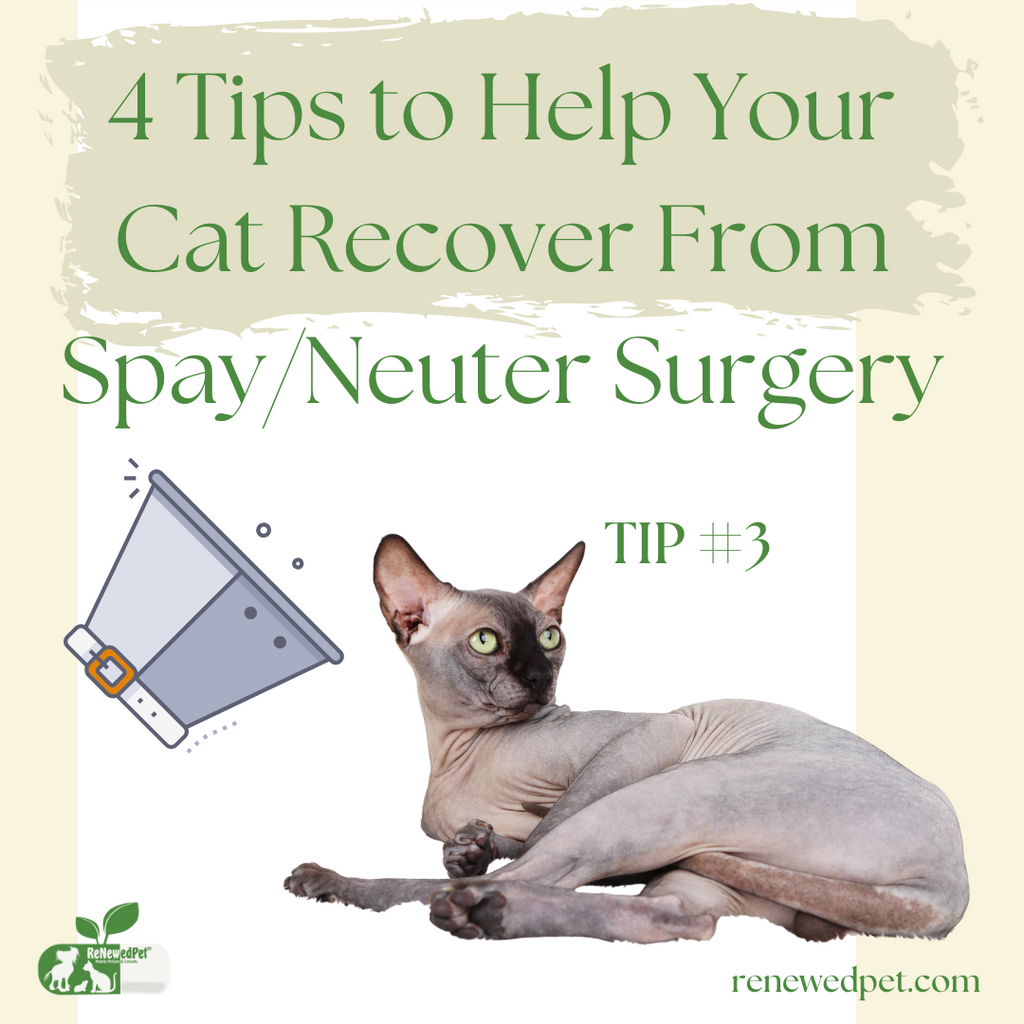 4 Tips to Help Your Pet Recover From Spay/Neuter Surgery - Tip 3