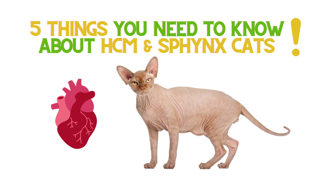 5 Things You Need to Know About HCM and Sphynx Cats!