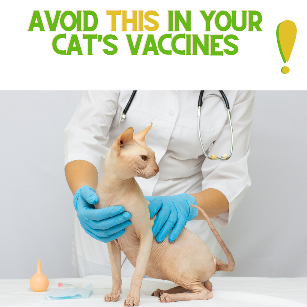 Avoid THIS in Your Cat's Vaccine!