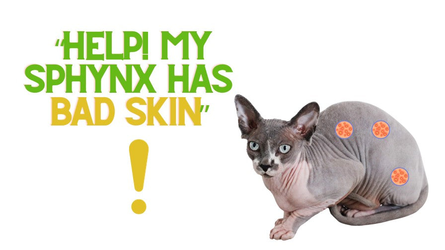 My Sphynx Has Bad Skin, HELP!