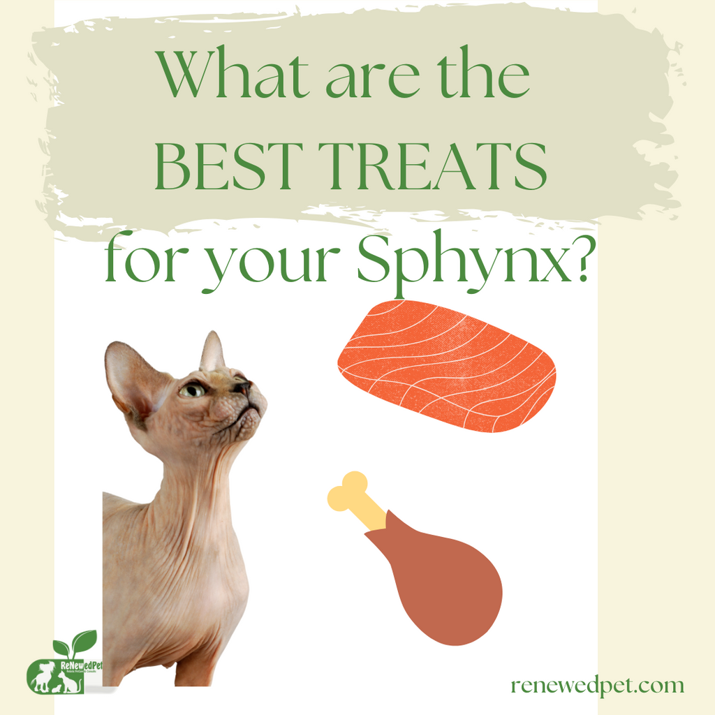 What are the BEST TREATS for Sphynx Cats?