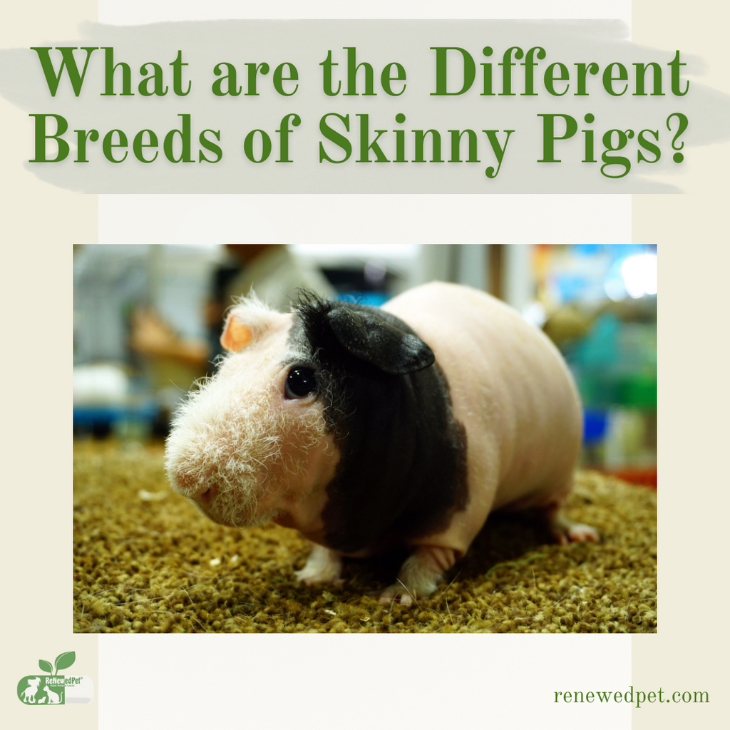 What Are the Different Breeds of Skinny Pig?