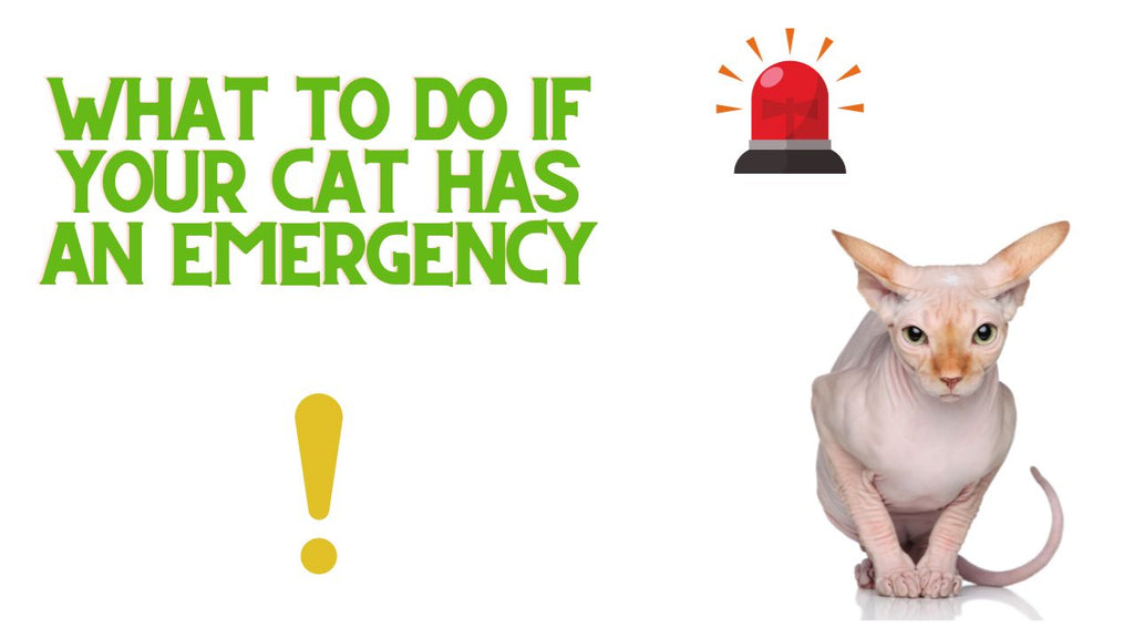 Do This BEFORE Your Pet Has An Emergency