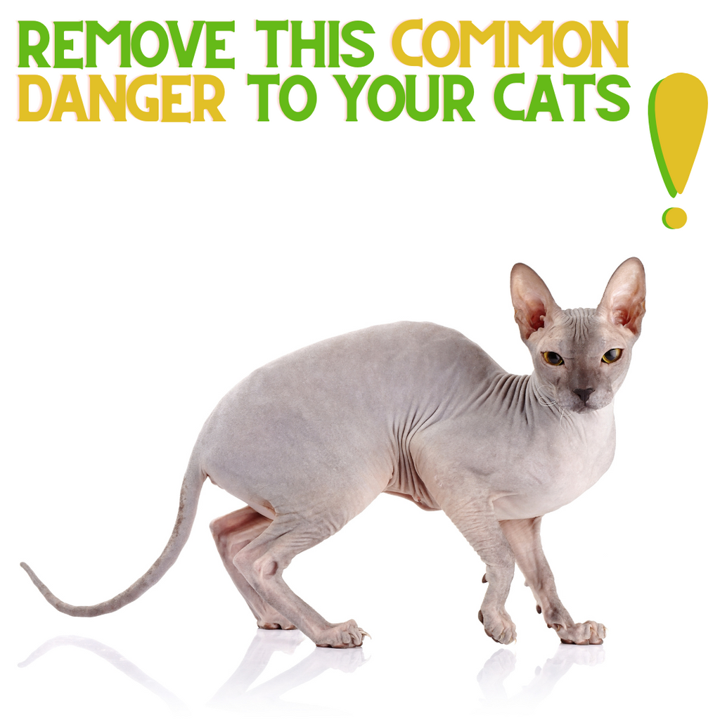 Remove This Common Danger To Your Cats!
