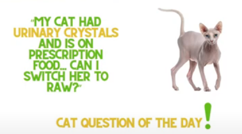 My Cat Had Urinary Crystals and Is on a Prescription Diet - Can I Switch To A Fresh Food Diet?
