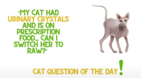 My Cat Had Urinary Crystals and Is on a Prescription Diet Can I Swit ReNewedPet