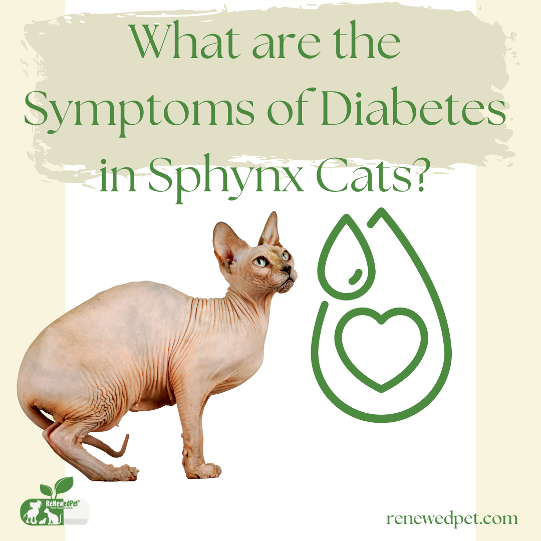 What are the Symptoms of Diabetes in Sphynx Cats – ReNewedPet