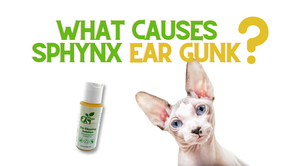 What Causes Sphynx Ear Gunk?