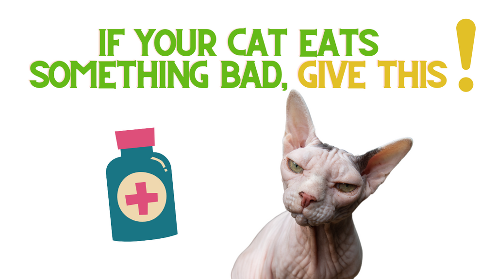 If Your Cat Eats Something Bad - Give This!
