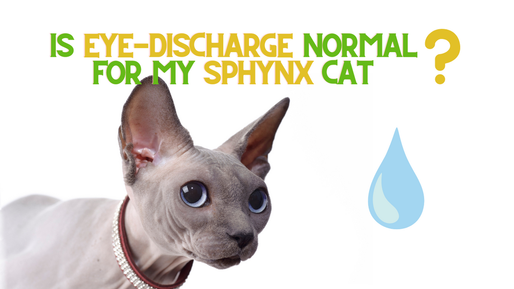 Eye Discharge in Your Sphynx Cat