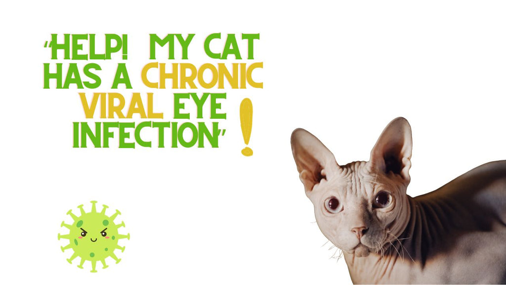 My Cat Has A Viral Eye Infection, HELP!