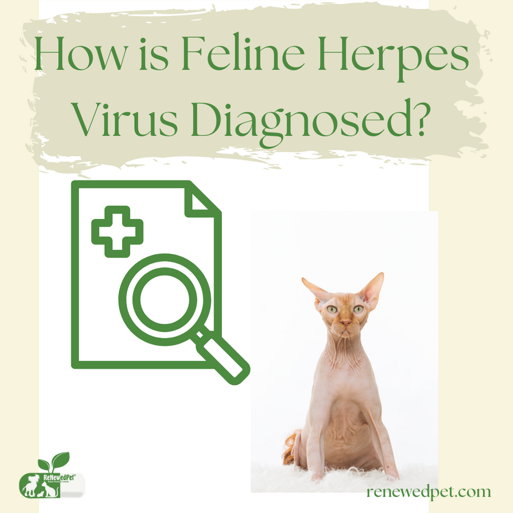 How is Feline Herpes Virus Diagnosed?