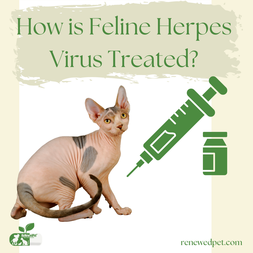 How is Feline Herpes Virus Treated?