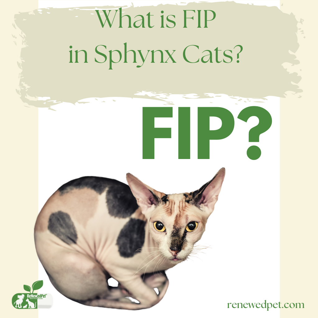 What is FIP in Sphynx Cats?