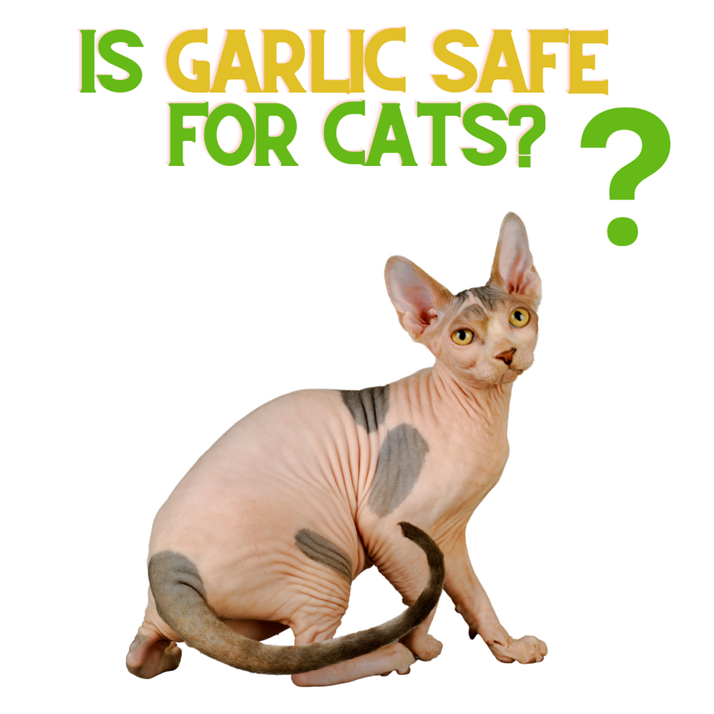 Is Garlic Toxic to Cats?