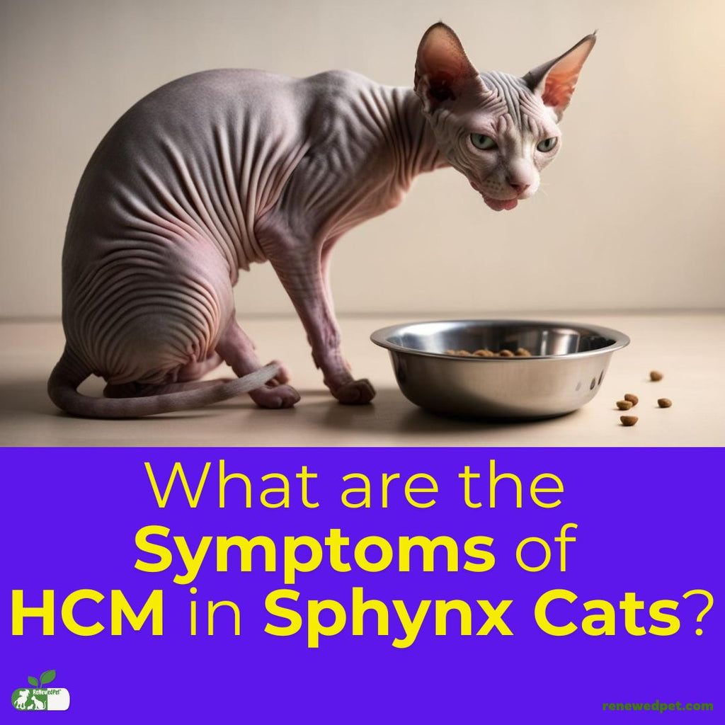 What Are the Symptoms of HCM in Sphynx Cats?